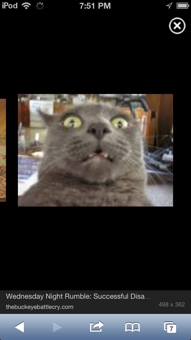 How to Make Meatballs Out of Cats!