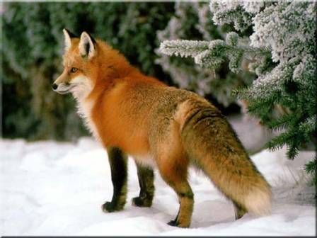 How to Draw a Red Fox in the Snow.