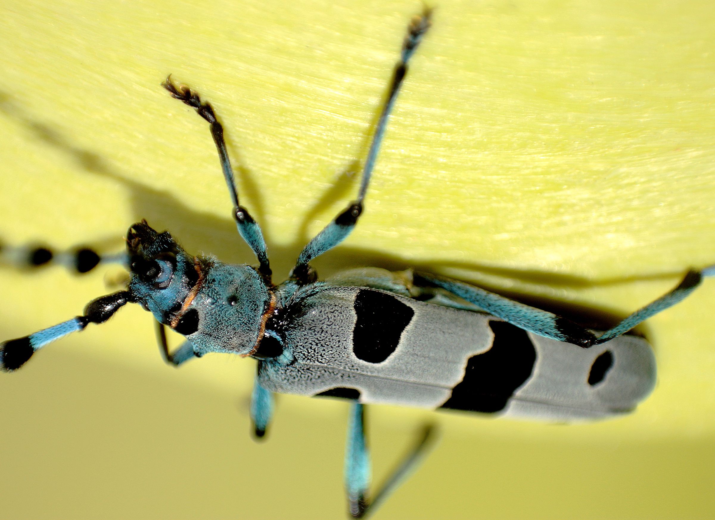 Macro Picture Without Macro Lens. Instructables