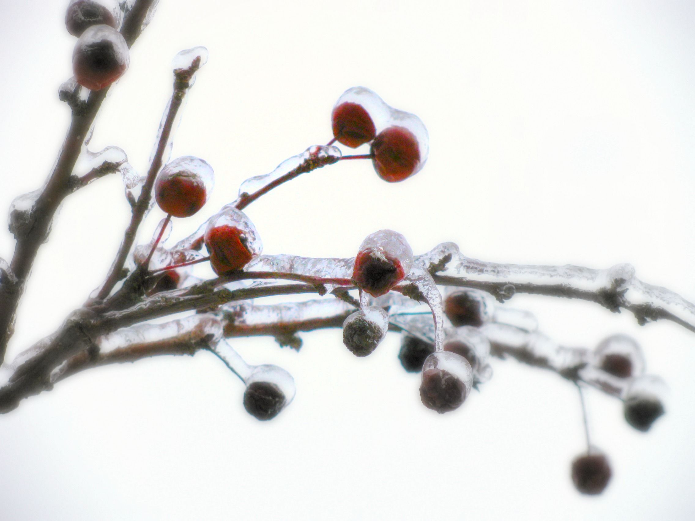 Crab Apple in January
