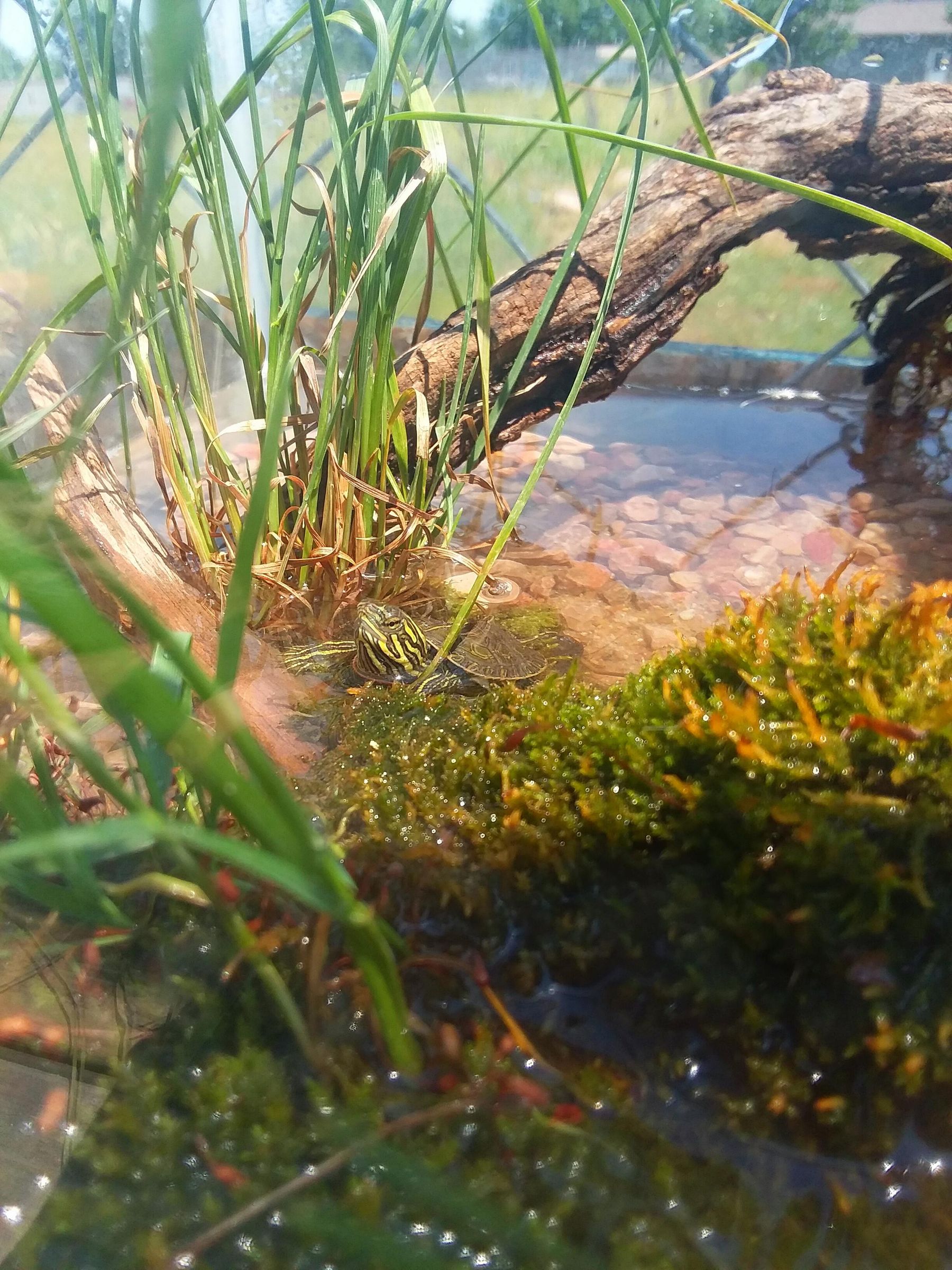 Baby Turtle Tank Setup 6 Steps Instructables