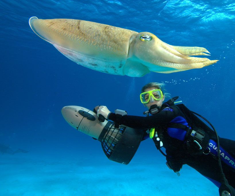 How to Plan a Diving Tour in Bali