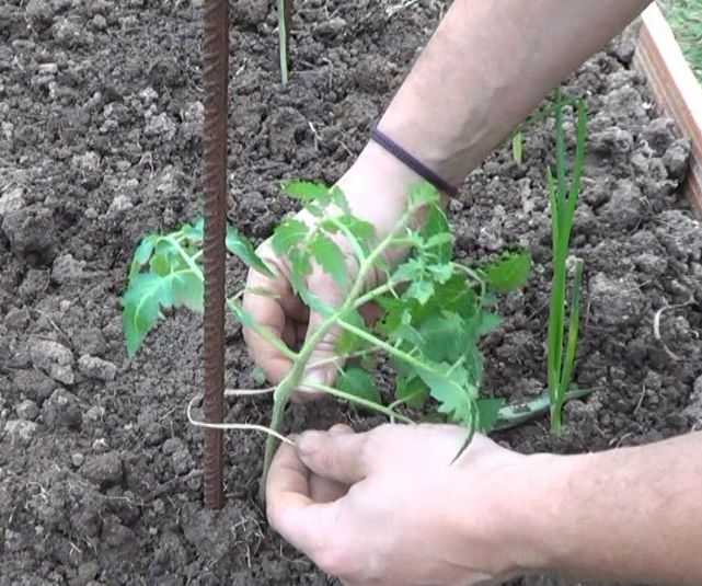 Como Entutorar Tomate