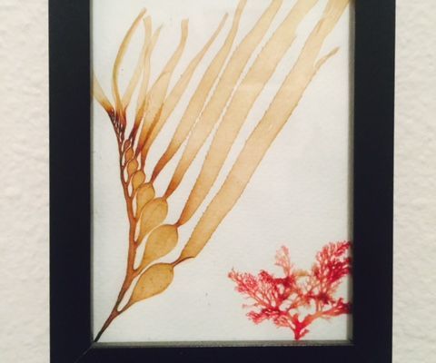 Sea Flora Art: Easy Algae Herbarium Specimens!
