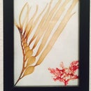 Sea Flora Art: Easy Algae Herbarium Specimens!