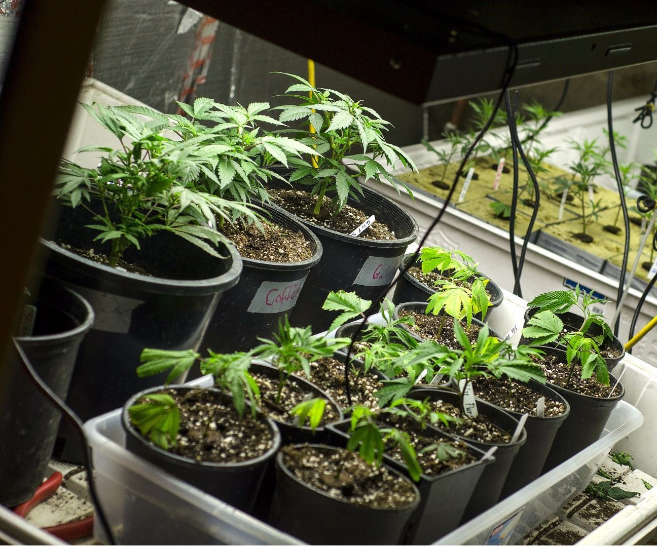 Building a Successful Indoor Garden.