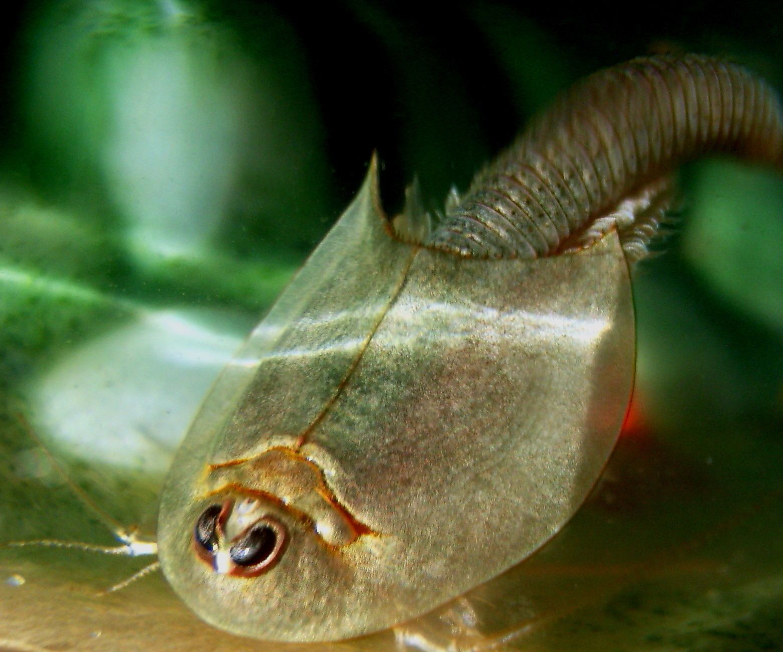 Triops Temperature Controlled Incubator