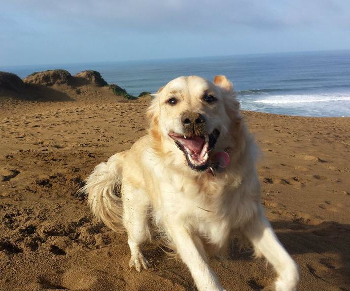 How to Wash Your Dog