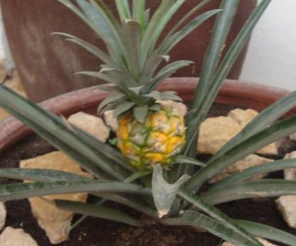 Como Germinar Una Piña Sin Semilla