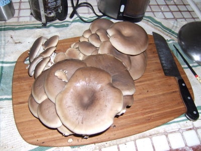 Gourmet Mushrooms in an Old Coffee Cup