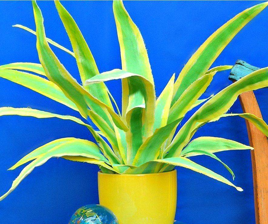 Fabulous Fabric Plant