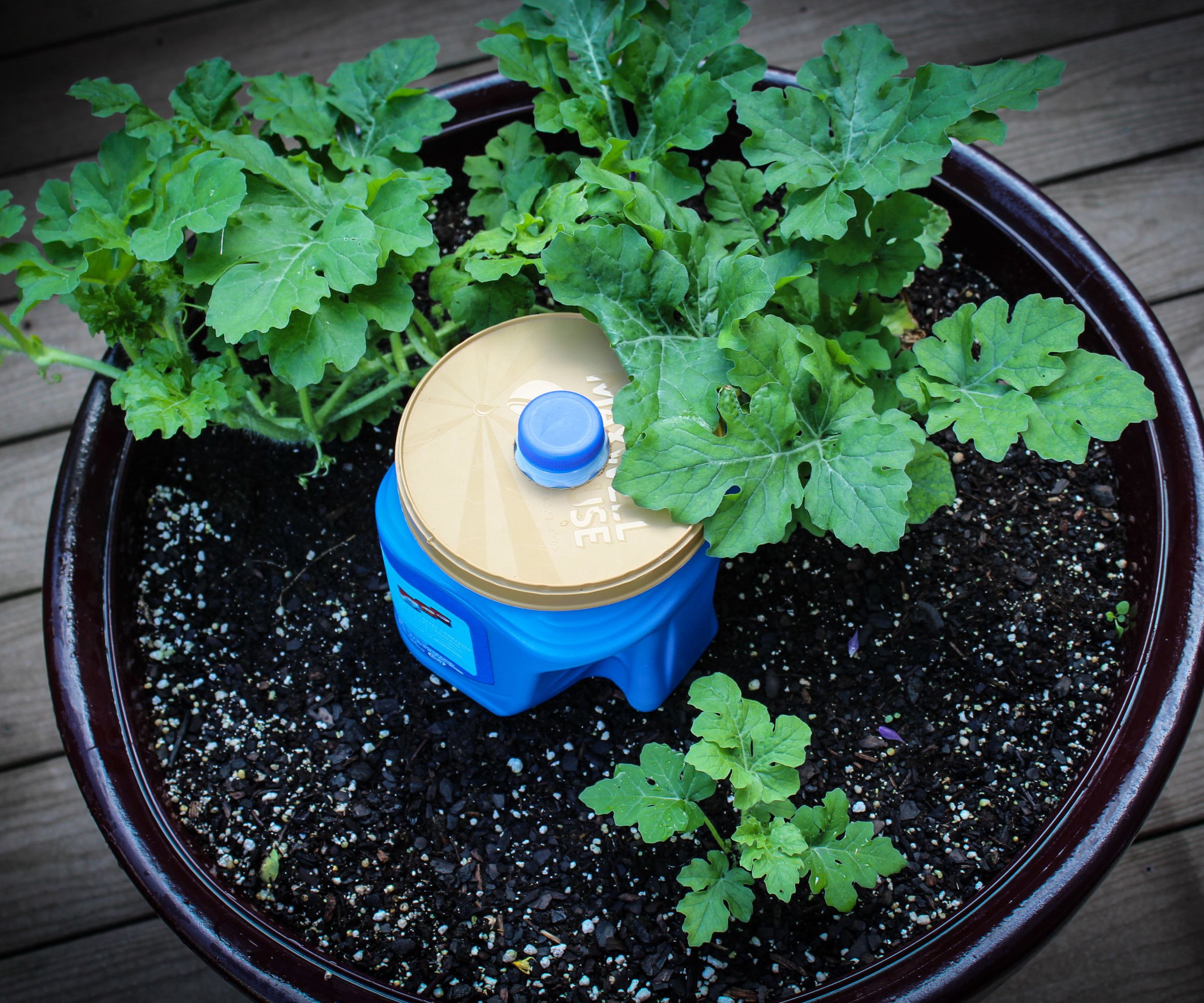 Coffee Container Slow Drip Watering