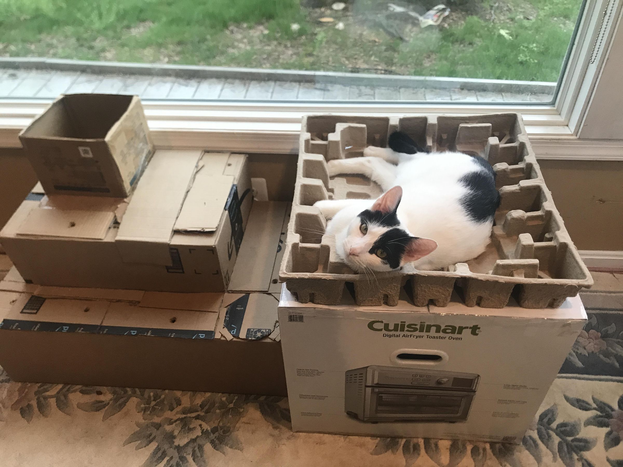 Cardboard Cat Box Surprise 3 Steps Instructables