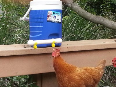 Chicken Waterer Using Cooler and Electrical Fittings