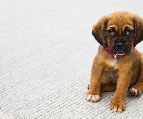 Best Insurance to Protect Your Loving Pet 