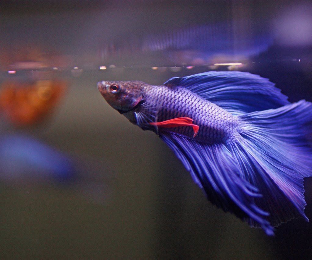 Acrylic Fish Tank With Arduino-Powered Feeder