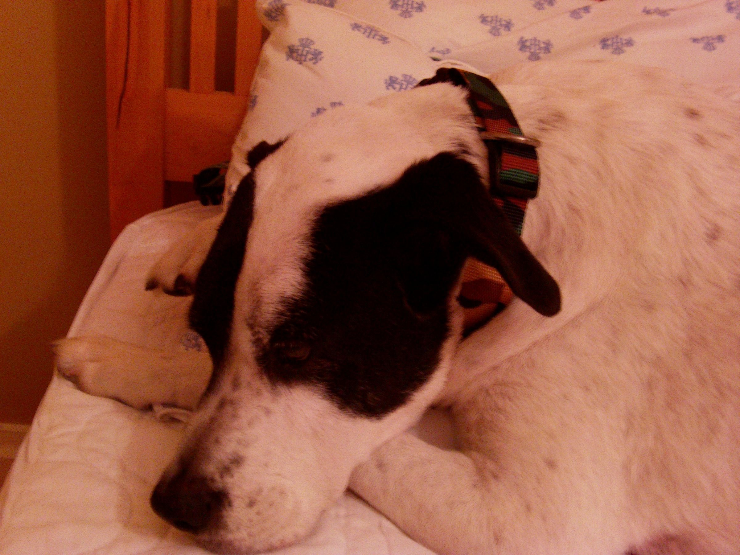 How to Make a Custom Pet Collar