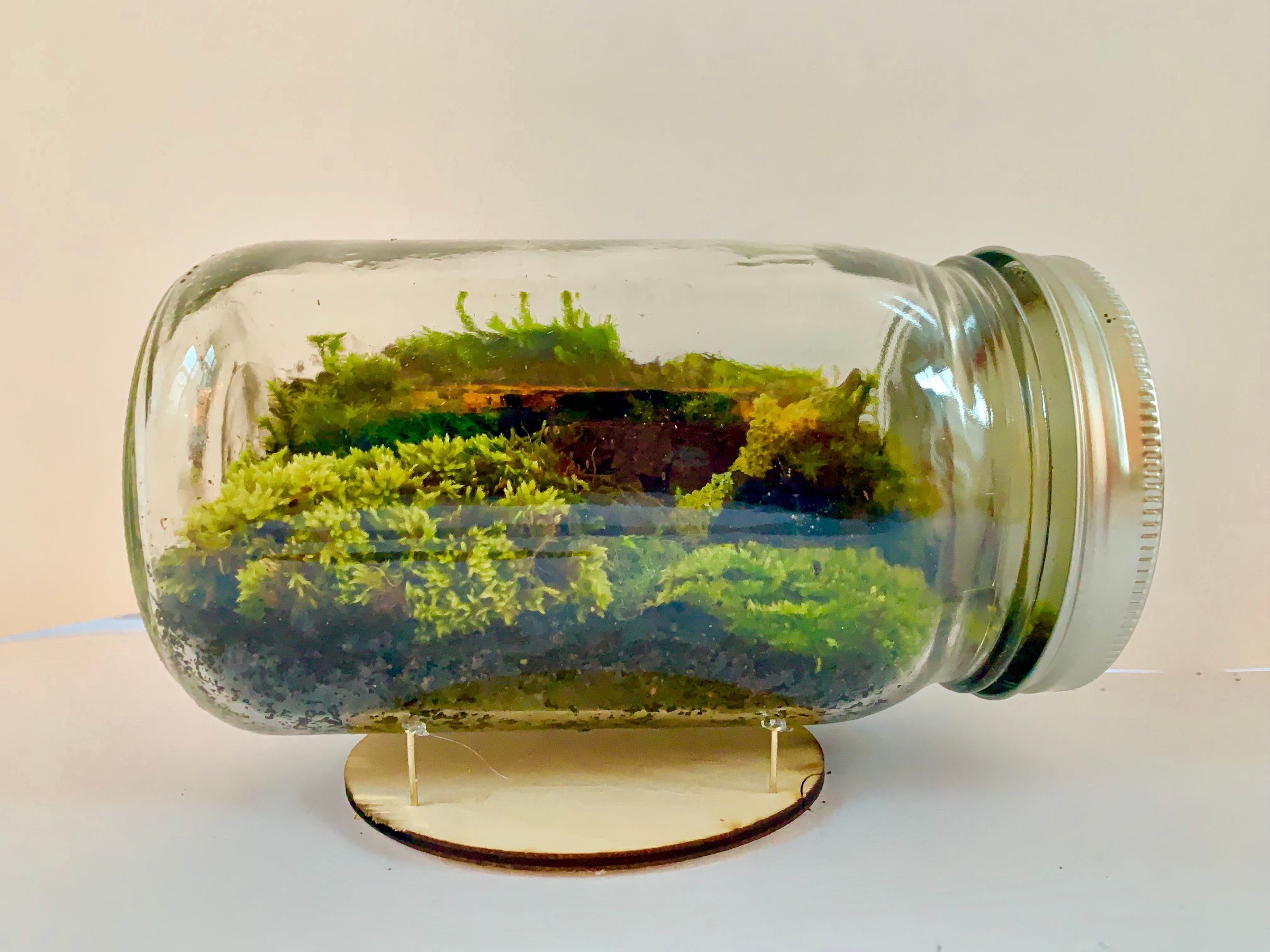 How to Build a Mason Jar Terrarium