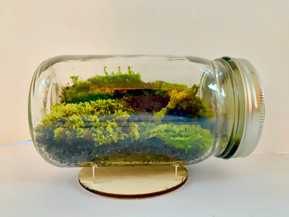 How to Build a Mason Jar Terrarium