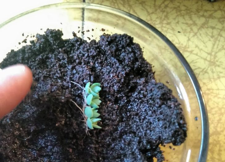 grow morning glory from seed Grandpa Ott Morning Glory Seeds  SurvivalGardenSeeds