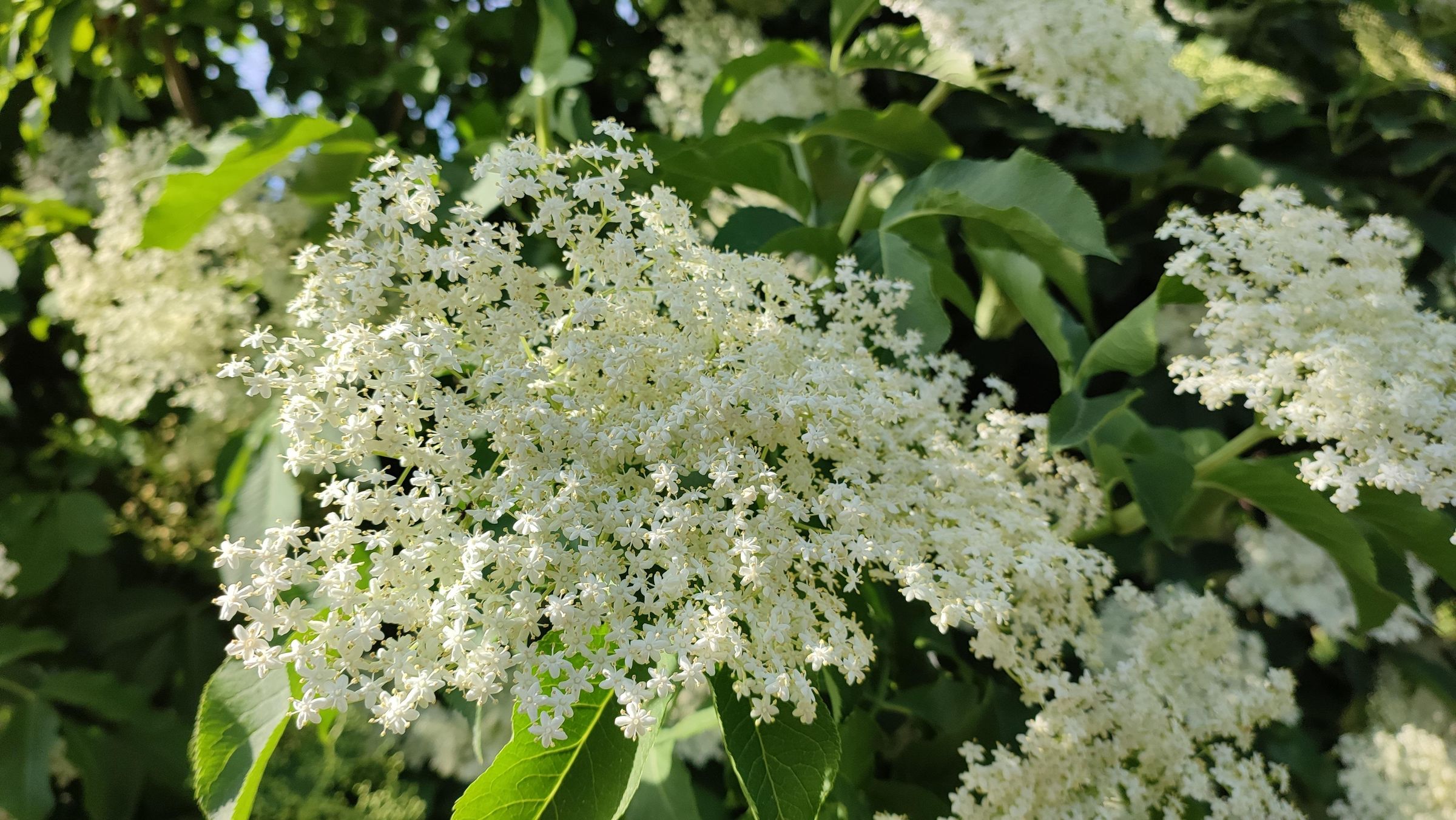 Homemade Elderflower Syrup 3 Steps (with Pictures) Instructables