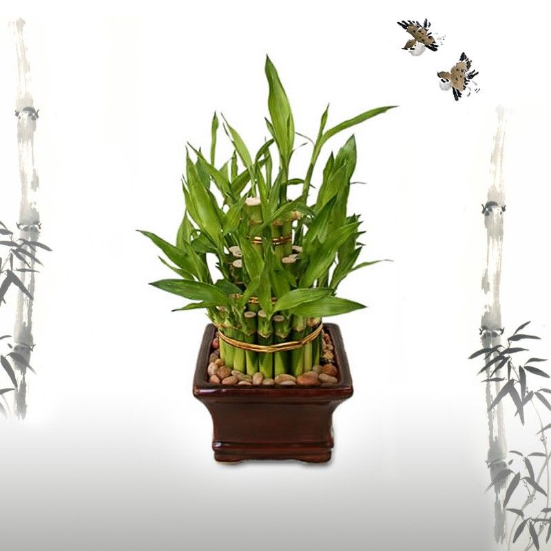 Bring Some Luck Into Your Life - Buy Small Bamboo Plants