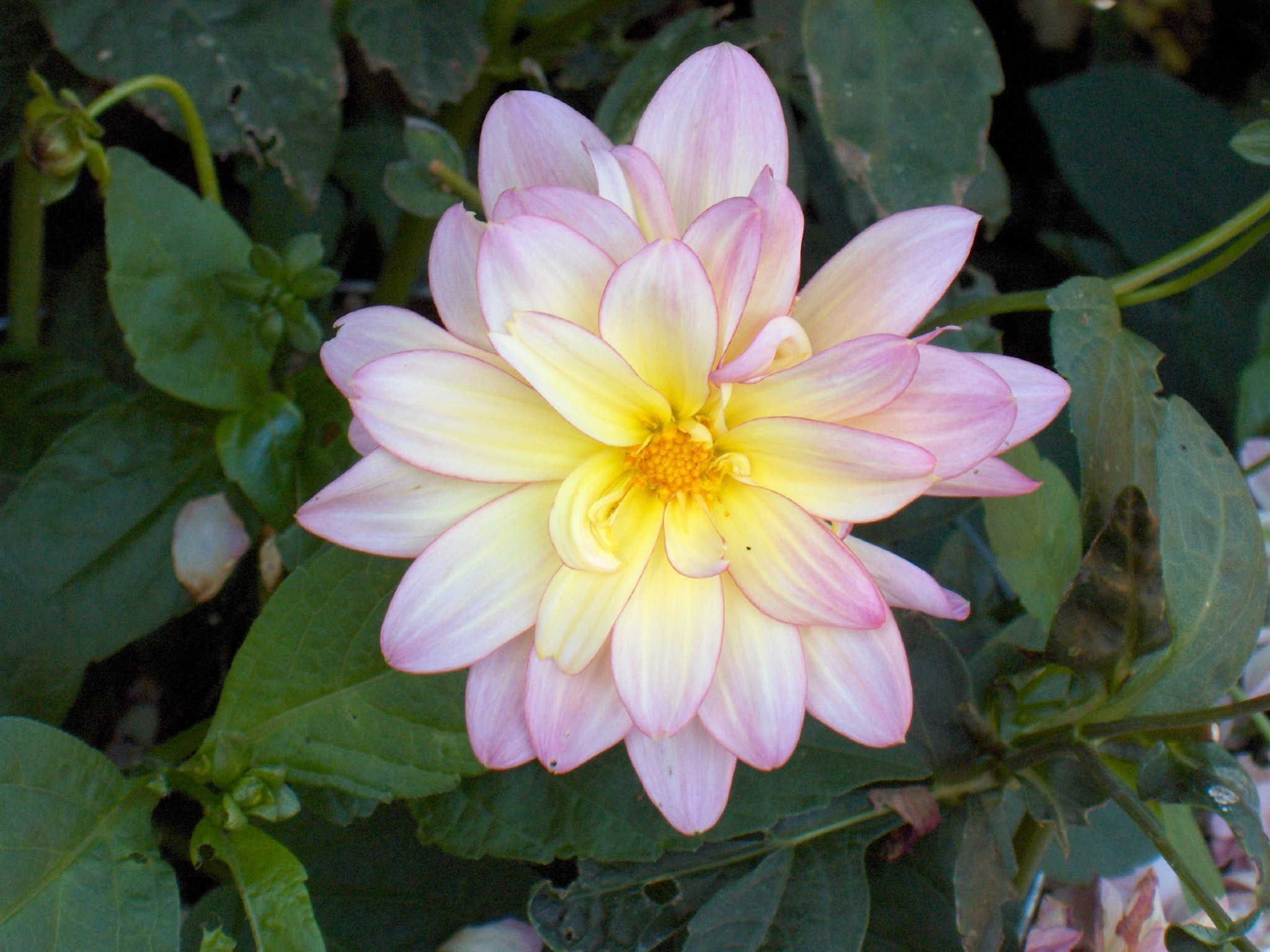 How to Turn a Digital Photo Print Into a Beautiful Painting (using Water!)