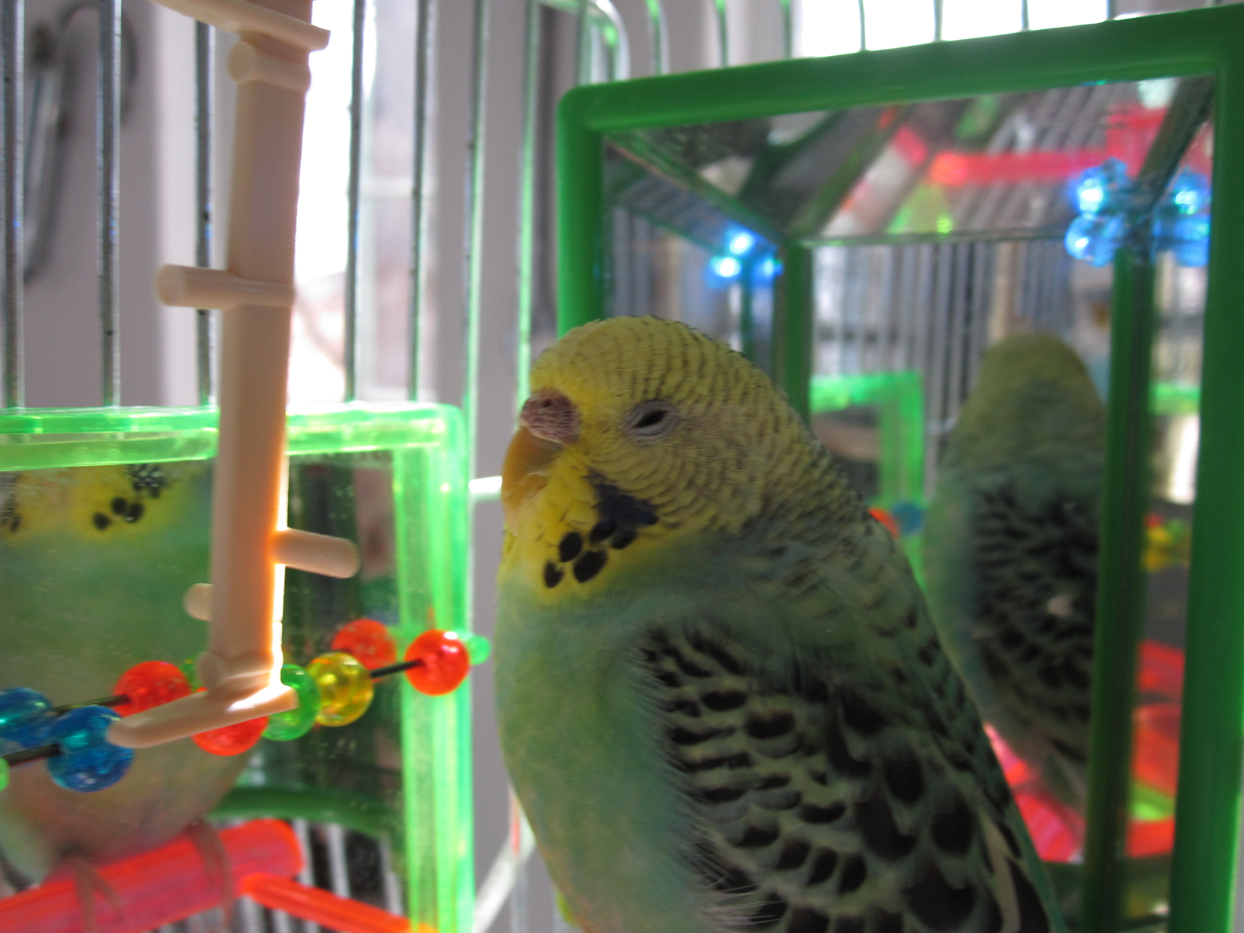 LED Color Changing Bird Toy!