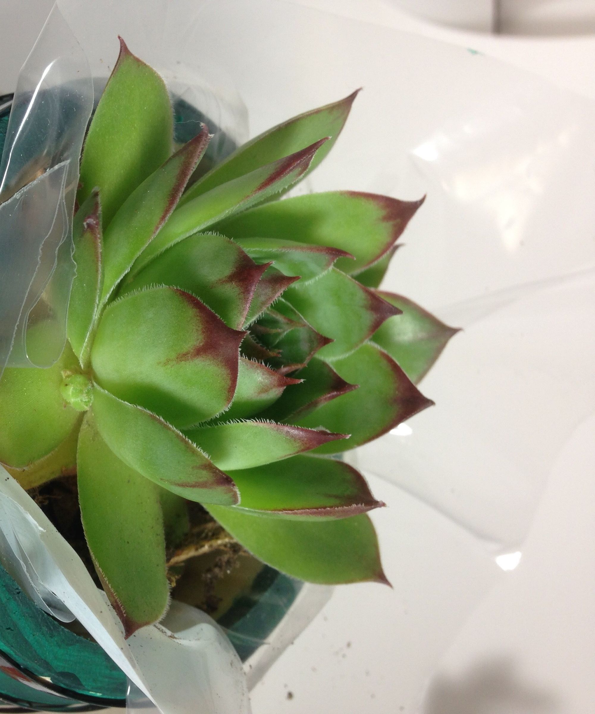 How to "Gift a Succulent" 