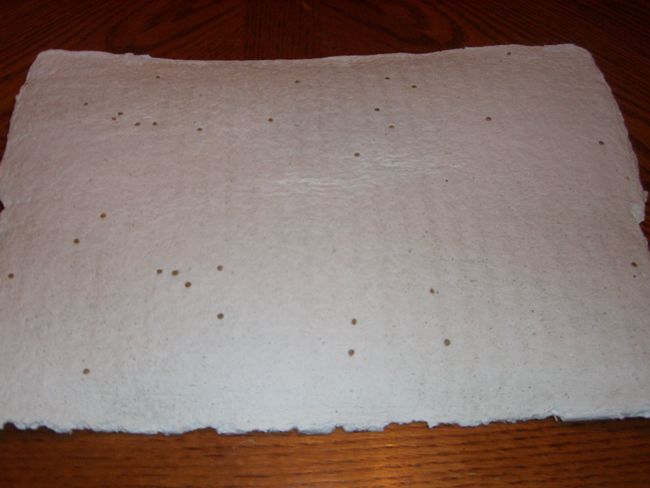 Make Paper That Grows - Recycle, Renew, and Plant It in the Ground
