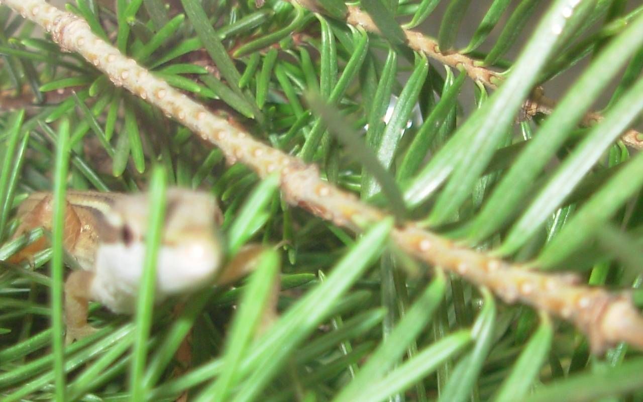 Windows Invisible Desktop Prank