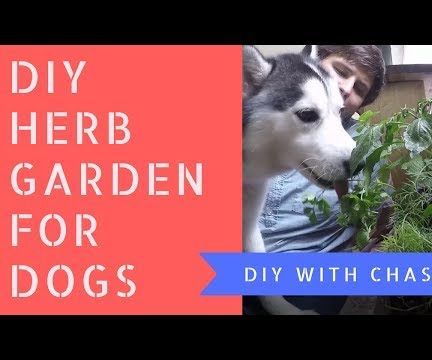 Indoor Pet Herb Garden for Dogs or Cats