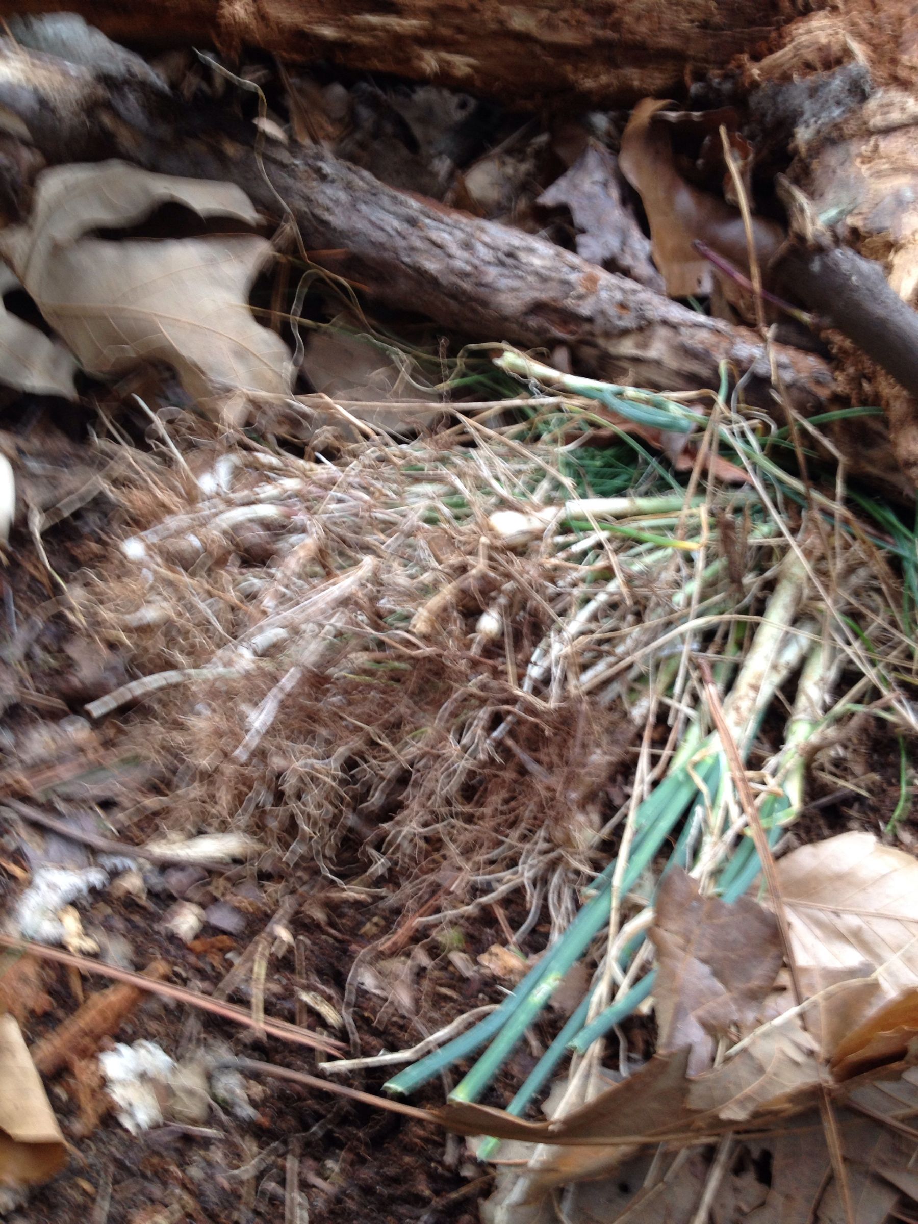 Cooking Wild Onions 4 Steps Instructables