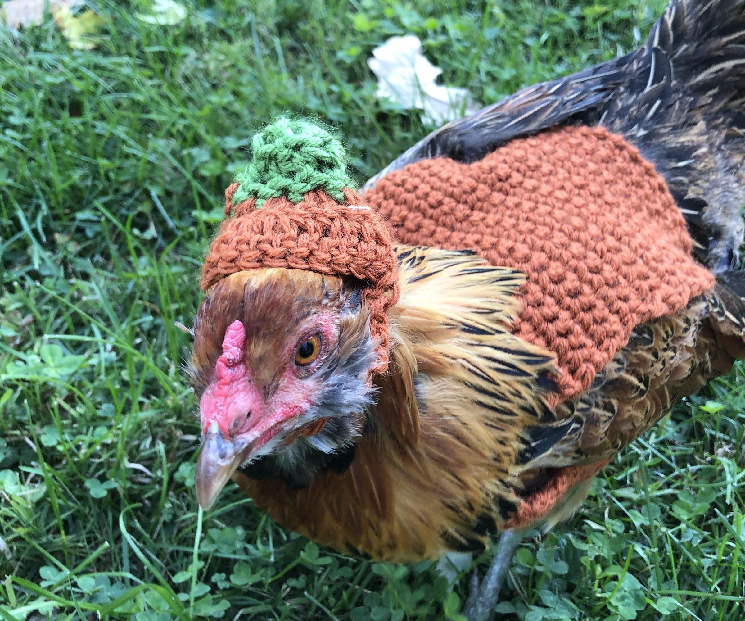 Life Is Better With Chickens in a Pumpkin Sweater 