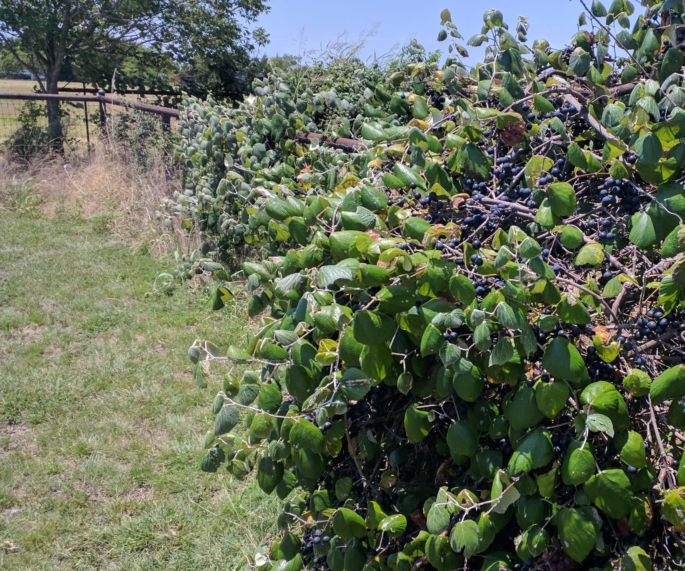 Texas Wild Mustang Grape Jelly - Updated 7/12/24 With Simpler Juice Extraction Process