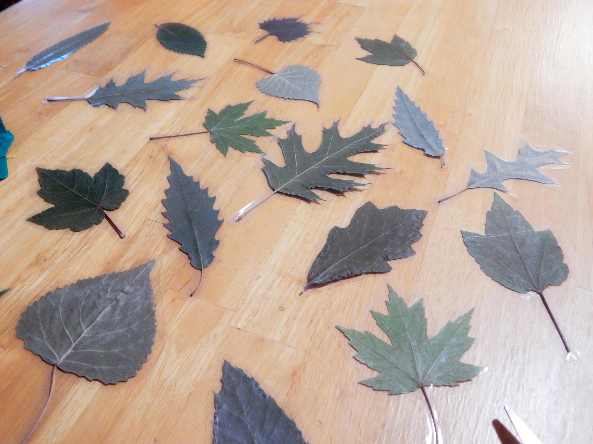 DIY Laminated Leaf Bookmarks 4 Steps (with Pictures) Instructables