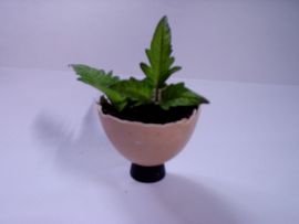 Make an Egg Plant : 9 Steps (with Pictures) - Instructables