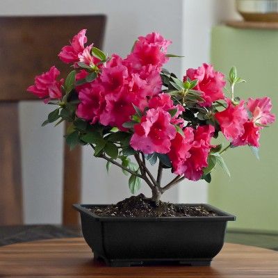 Plants That Are Uniquely Designed to Meet Your Artistic Nature