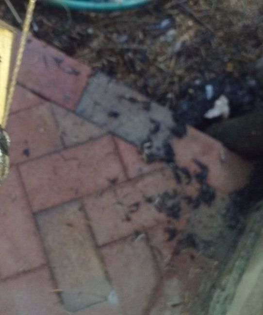 Vertical Drain Cleaner