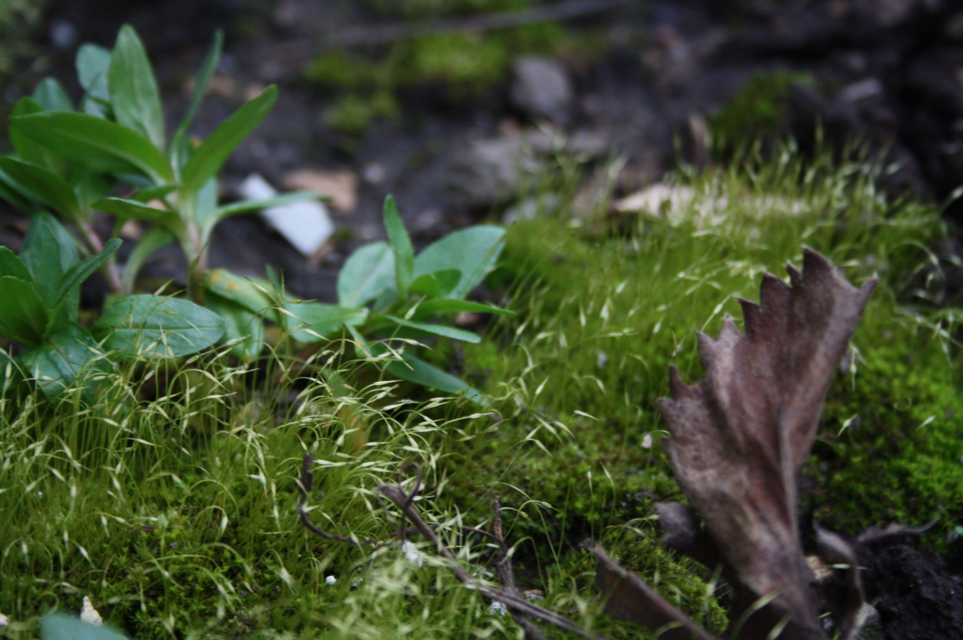 Some Pics of Spring Blooms & Winter Shots (with Pictures) Instructables