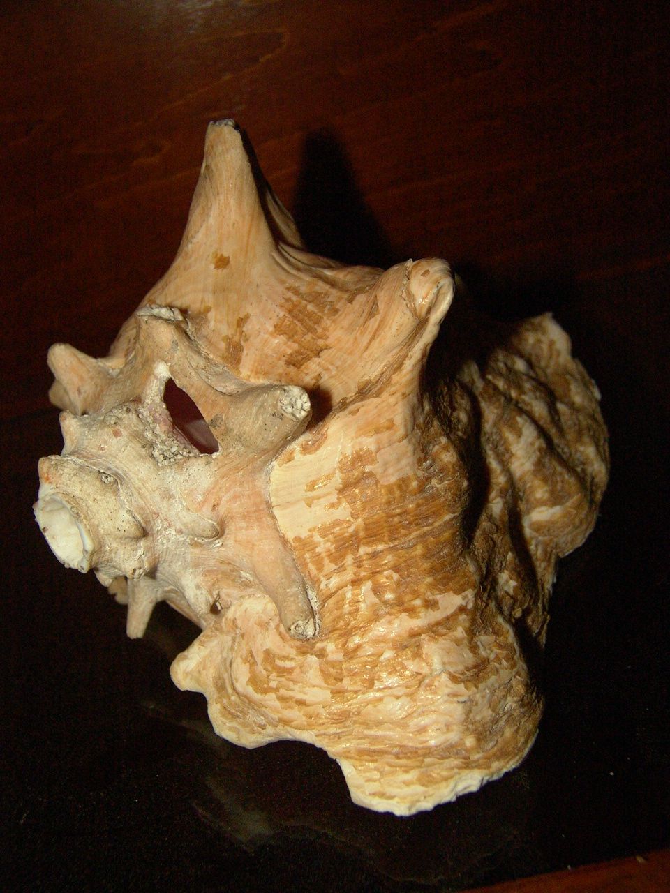 Conch Shell Horn : 3 Steps - Instructables