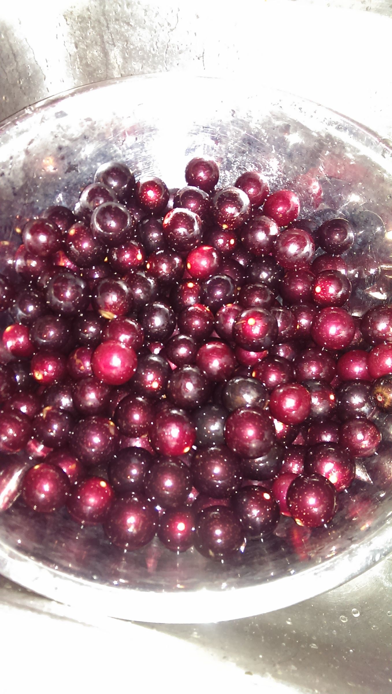 Homemade Muscadine Wine DIY 9 Steps Instructables