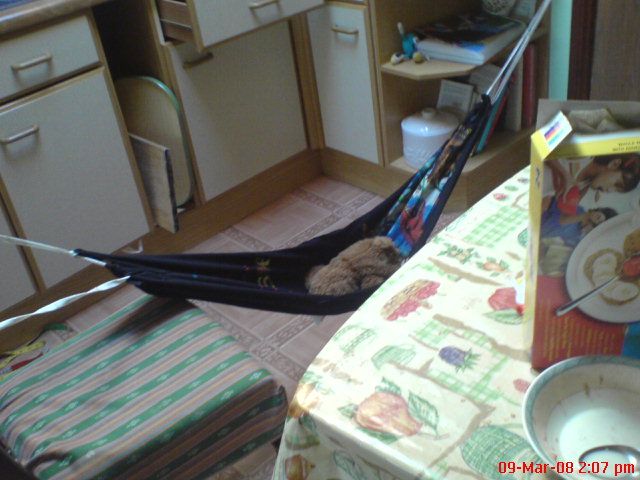 Luxury Hammock for Any Pet Mammal