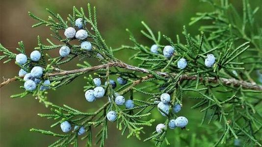 Holiday Aroma-therapy - an Added Gift of Mother Nature