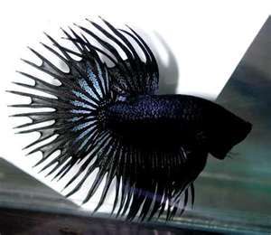 How Breed Betta