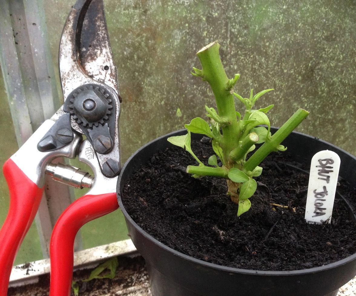 Pruning and Protecting 'Super Hot' Chilli Pepper Plants for Winter