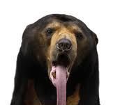 Random Honey Dispenser for Sun Bears
