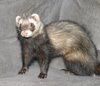 The KNex Weasel
