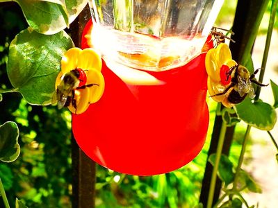 Hummingbird Nectar