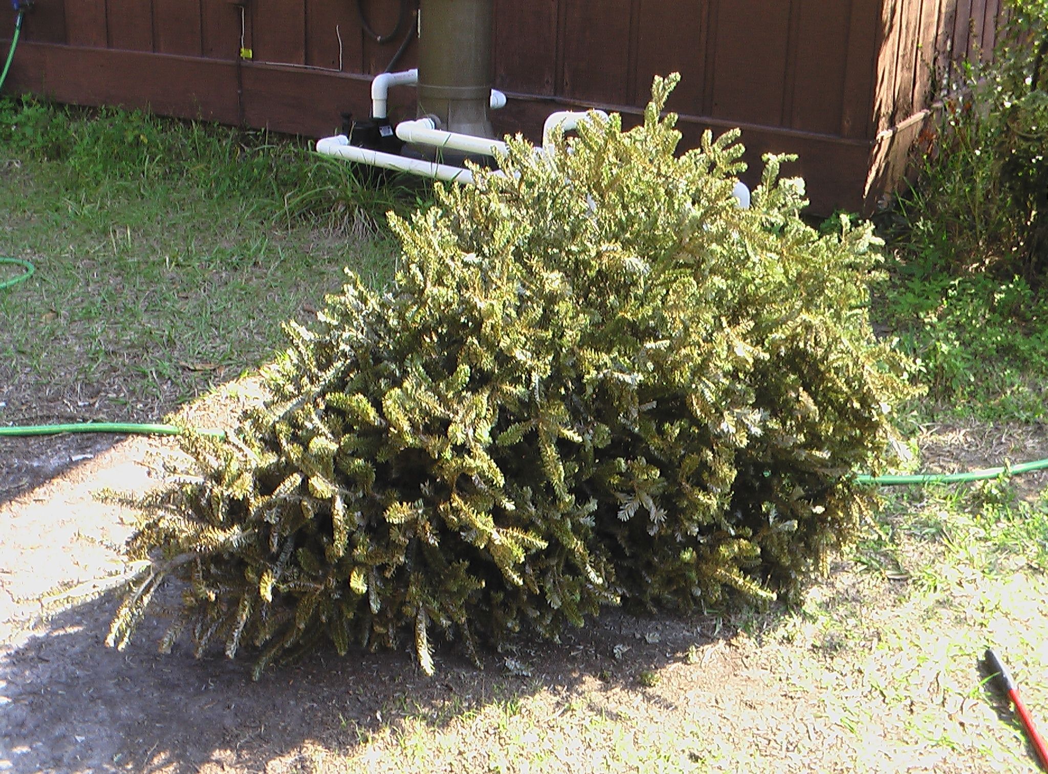 Recycling Christmas Trees